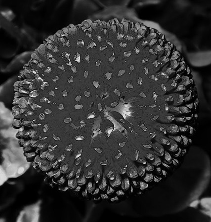 Flower 3- (617x650)