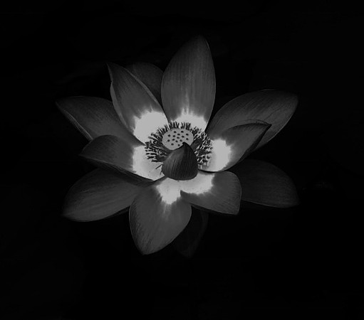 Flower 5