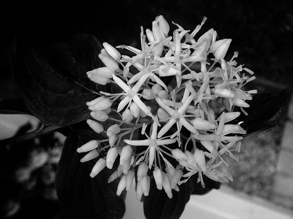 Garden pic19